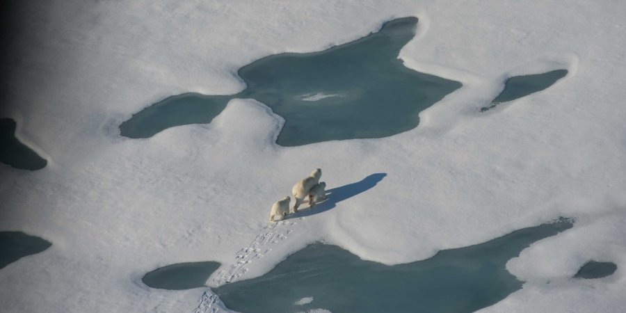 В Архангельске откроется фотовыставка «Притяжение Арктики»